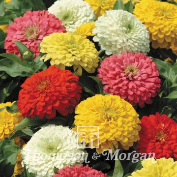 Isotsinnia Magellan Mixed Hybride F1 (siemenet)
