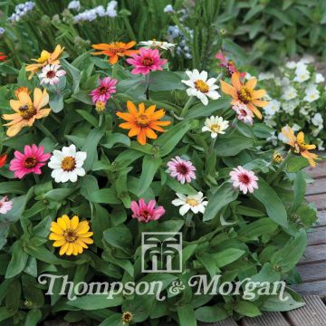 Isotsinnia Molino Mixed (siemenet)