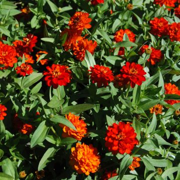 Isotsinnia zahara Double Fire