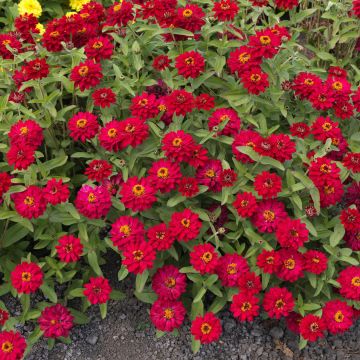 Loistotsinnia Profusion Hot Cherry