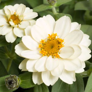 Isotsinnia Zahara Double White