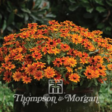 Loistotsinnia Zahara Sunburst (siemenet)