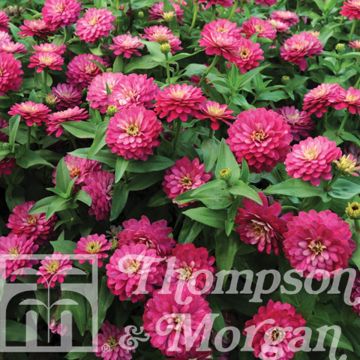 Loistotsinnia Double Zahara Strawberry (siemenet)