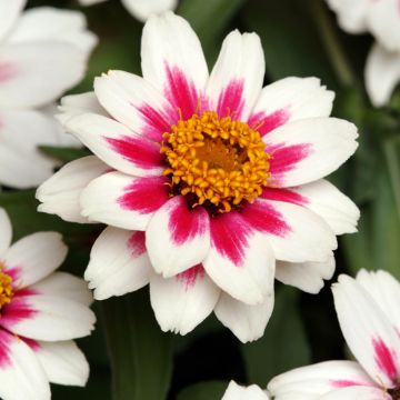 Loistotsinnia Zahara Starlight Rose (siemenet)