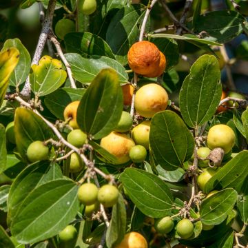 Kruunujujuba - Ziziphus spina-christi