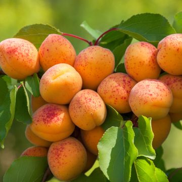 Aprikoosi Fruit Me Apricot Me Pending