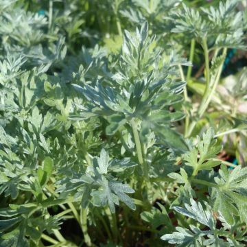 Mali luomu - Artemisia absinthium