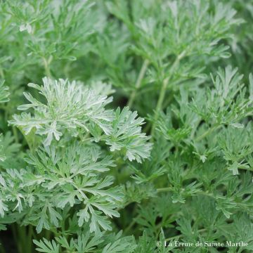 Mali luomu - Ferme de Sainte Marthe - Artemisia absinthium
