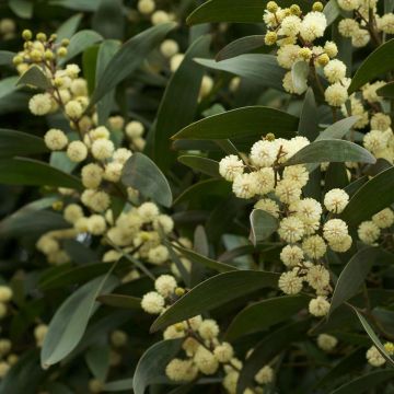 Mustapuuakaasia - Acacia melanoxylon