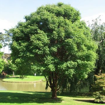 Kuparivaahtera - Acer griseum