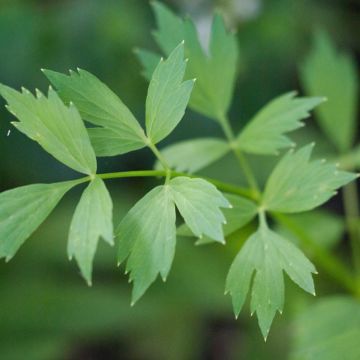 Liperi luomu - Ferme de Sainte Marthe - Levisticum officinalis
