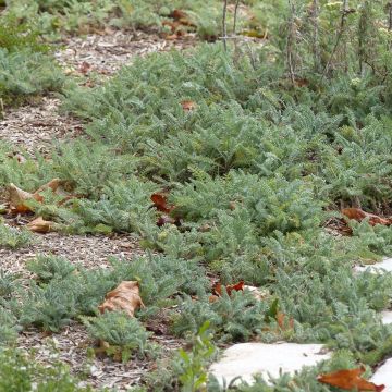 Siankärsämö - Achillea crithmifolia