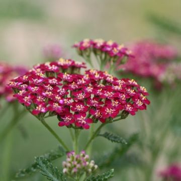 Siankärsämö Cerise Queen