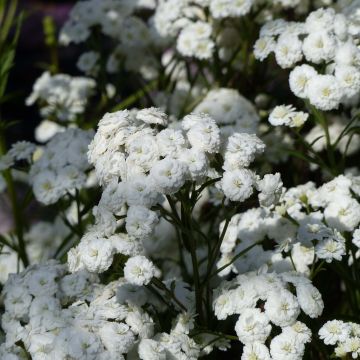 Ojakärsämö Perry s White