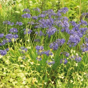Sinisarja Headbourne Blue