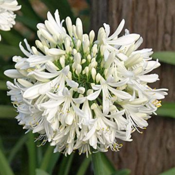 Sinisarja Albus