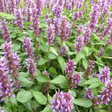 Iiso Beelicious Purple