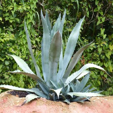 Jättiagaave - Agave americana