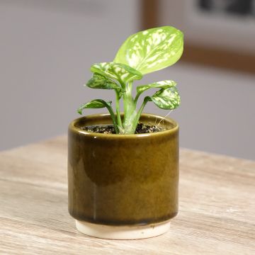 Sulkalaikkuvehka Variegata Pearls