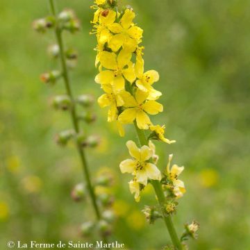 Maarianverijuuri luomu - Ferme de Sainte Marthe - Agrimonia eupatoria