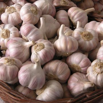 Valkosipuli Rose du Tarn