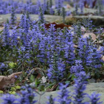Rönsyakankaali - Ajuga reptans