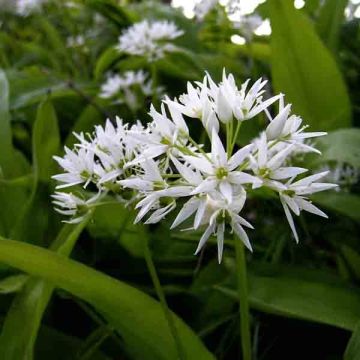 Karhunlaukka (sipulit) - Allium ursinum