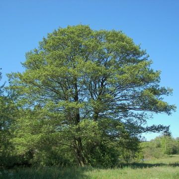 Tervaleppä - Alnus glutinosa