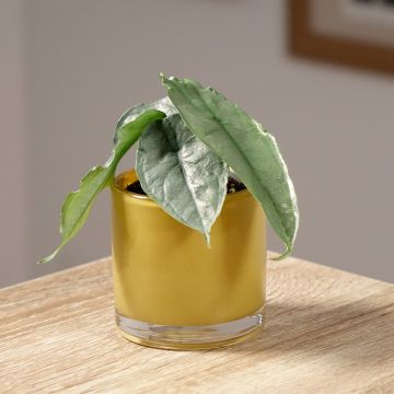 Alokasia - Alocasia heterophylla