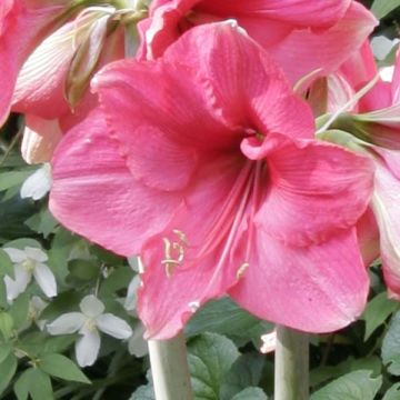 Ritarinkukka Pink Surprise