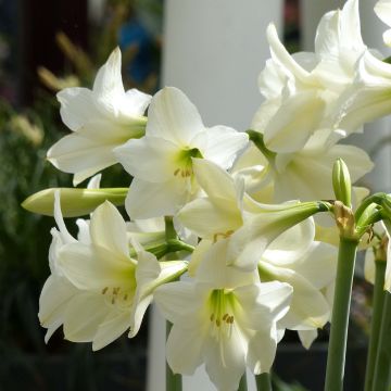 Ritarinkukka Sonatini White Rascal