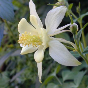 Jaloakileija Snow Queen