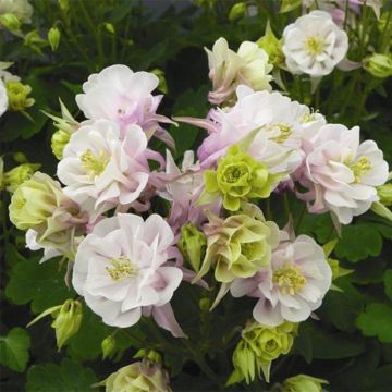 Lehtoakileija Winky Double Rose White
