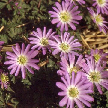 Balkaninvuokko Pink Star