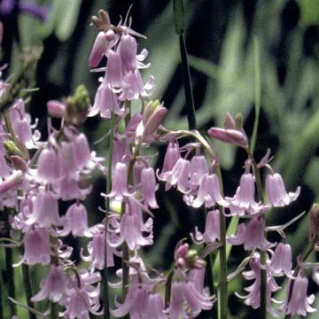 Espanjansinililja Rosea