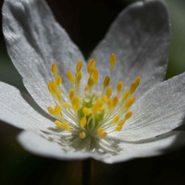 Valkovuokko - Anemone nemorosa