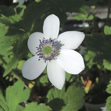 Himalajanvuokko - Anemone rivularis