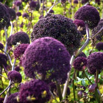 Jättikarhunputki - Angelica gigas