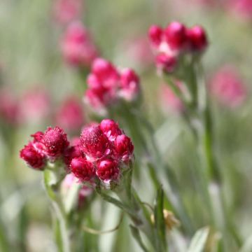 Ahokissankäpälä Rubra
