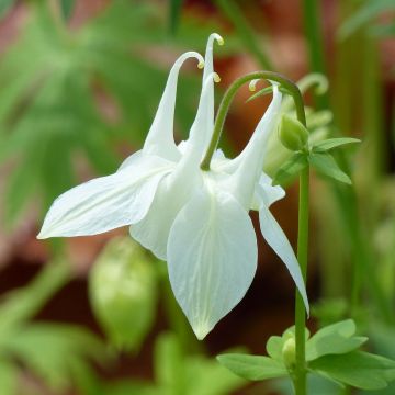 Akileija Munstead White