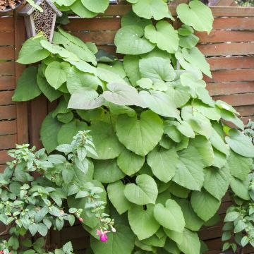 Piippuköynnös - Aristolochia macrophylla