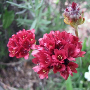 Maljalaukkaneilikka Ballerina Red