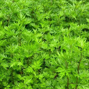 Pujo luomu - Artemisia vulgaris