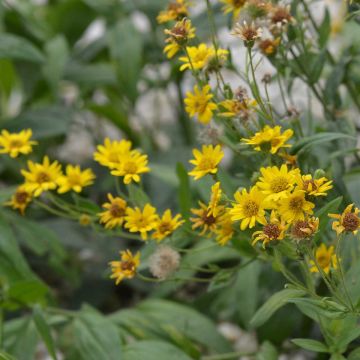 Etelänarnikki (siemenet) - Arnica montana