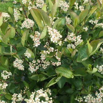 Musta-aronia Revontuli Hedger