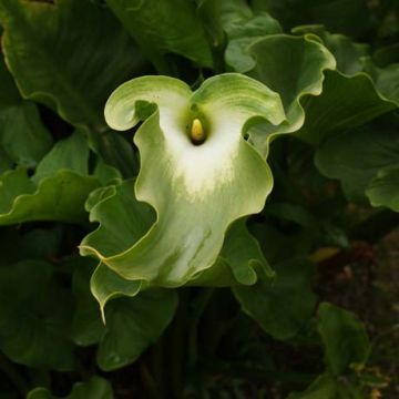 Valkohuonevehka Green Goddess