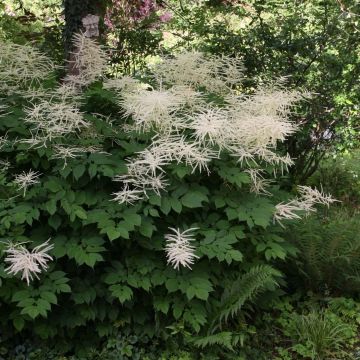 Isotöyhtöangervo sylvestris
