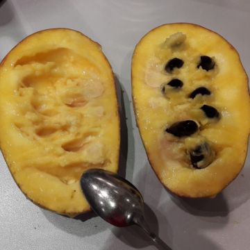 Papavi Mango