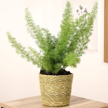 Häntäparsa - Asparagus densiflorus var. meyeri