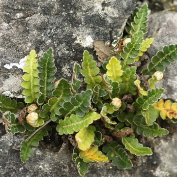 Raunioinen - Asplenium ceterach
